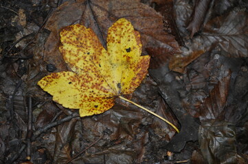 Yellow sycamore leaf in the forest