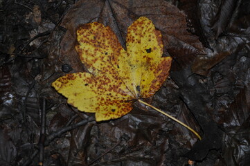 Yellow sycamore leaf in the forest
