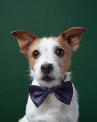 A Jack Russell Terrier wears a purple bow tie, sitting calmly against a green background. The...