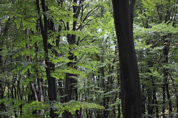 branches and leaves in the autumn forest