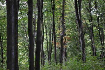 branches and leaves in the autumn forest