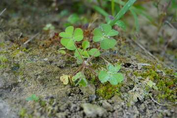 Four-leaf clover vegetable plant