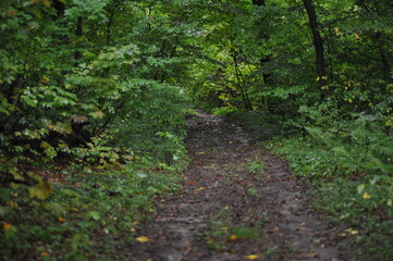 Forest road among the trees