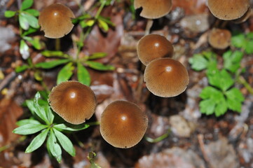 Mushrooms Conocybula cyanopus in the autumn forest
