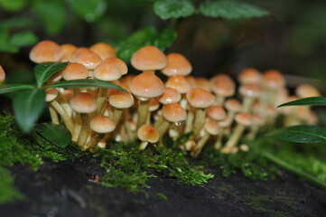 yellow mushrooms on a stump in the forest