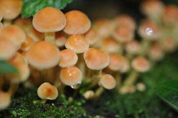 yellow mushrooms on a stump in the forest