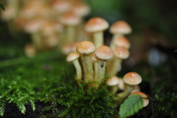 yellow mushrooms on a stump in the forest