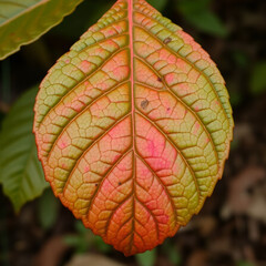 Obraz premium close up of leaf
