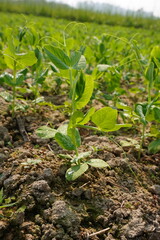 Green peas have been planted on the agricultural field with nature background 