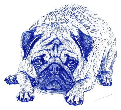 recommend clip art: PNG  Drawing pug dog sketch animal mammal.