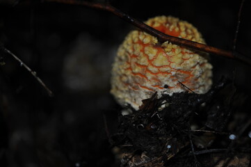 Amanita muscaria in the forest