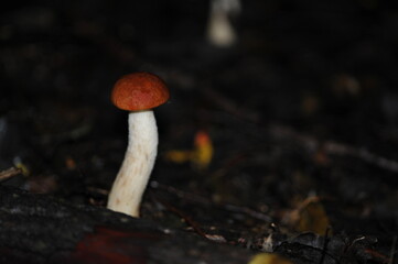 Leccinum albostipitatum in the forest