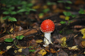 Amanita muscaria in the forest