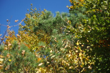 Autumn landscape in the forest, Indian summer