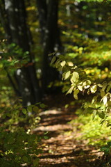 Autumn landscape in the forest, Indian summer