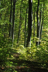 Fototapeta premium Autumn landscape in the forest, Indian summer