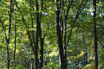 Autumn landscape in the forest, Indian summer