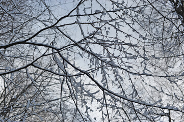 Winter landscape in the forest