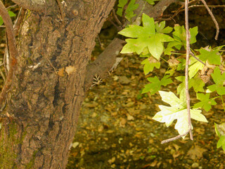 Lush green leaves and textured bark in nature