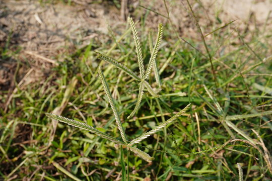 The goosegrass with its flowerheads in close up with grass field background 