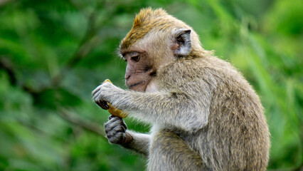 Macaca fascicularis (kera ekor panjang, monyet ekor panjang, long-tailed macaque, crab-eating monkey, cynomolgus macaque) is eating fruit