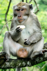Fototapeta premium Macaca fascicularis (kera ekor panjang, monyet ekor panjang, long-tailed macaque, crab-eating monkey, cynomolgus macaque) is eating fruit