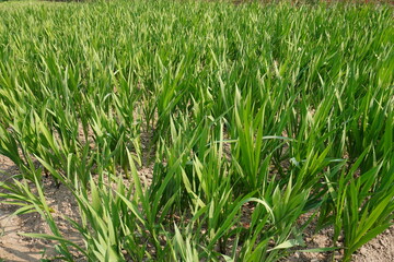 Gladiolus plants have been planted, aerial view on top of the plants