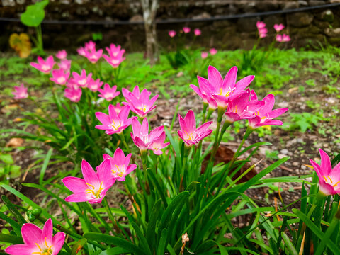 Pink Rain Lily Flowers Blooming in Garden