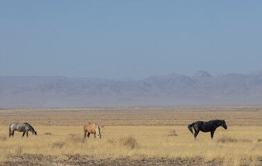 Wild Horses in the Utah Desert in Autumn