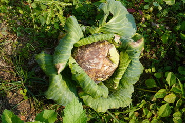 Cabbage head affected by soft rot, likely caused by bacteria which condition results in a mushy,...