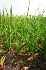 Obraz premium Onion plants have been planted in the agricultural field 