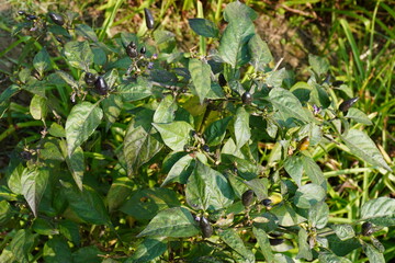 Chilli pepper plant on the agricultural field 