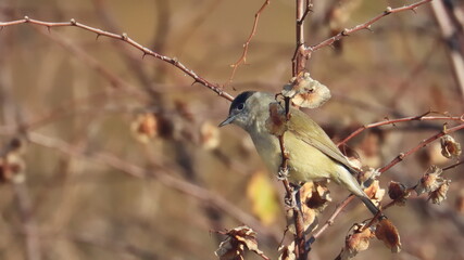 Eurasian blackcap male, Sylvia atricapilla, birds of Montenegro