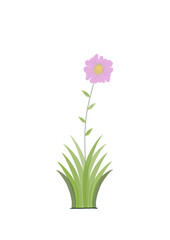 Illustration pink hyacinth isolated on white