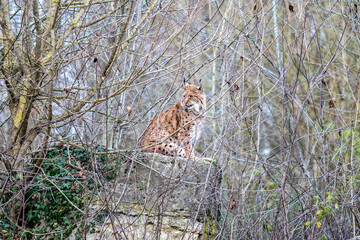 lynx in the forest