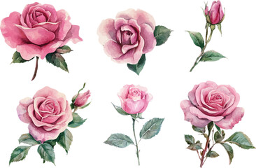 set of roses