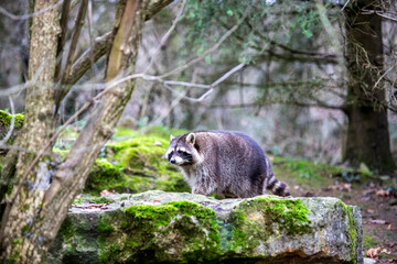 raccoon