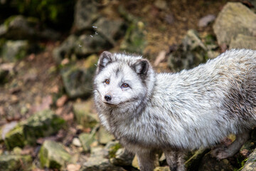 Naklejka premium snow fox in the woods