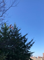 tree in the sky with balloons