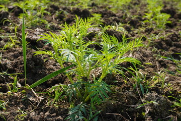 Marigold plants growing in agriculture field