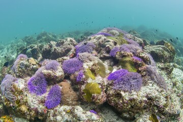 Fototapeta premium Colorful Marine Algae: Vibrant marine algae of various colors and shapes 