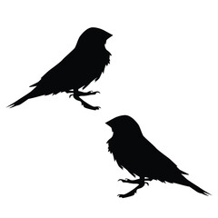 Obraz premium Bird Silhouette, Bird Vector Silhouette, Bird cartoon Silhouette, Bird illustration, Bird icon Silhouette, Bird Silhouette illustration