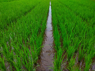 Photo landscape of Rice Fields Young rice plants have only been planted for a few days
