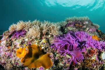 Obraz premium Colorful Marine Algae: Vibrant marine algae of various colors and shapes 