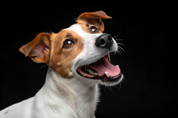 A cheerful dog with a bright expression poses against a dark background, showcasing its playful personality and captivating features.