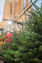 Christmas trees for sale at The Sagrada Familia Christmas market in Barcelona, Spain.