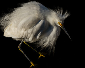 A snowy egret perched near a pond