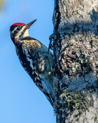 A yellow-bellied sapsucker perched on a tree