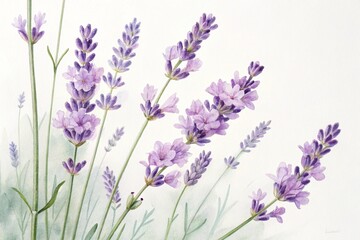 Naklejka premium Background Watercolor of delicate lavender on a white background