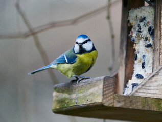 Blaumeise an einem Futterhaus